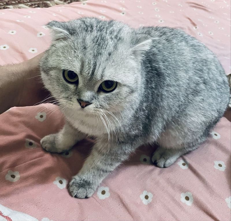 Скоттиш фолд Вяскага Скоттиш фолд Вяскага