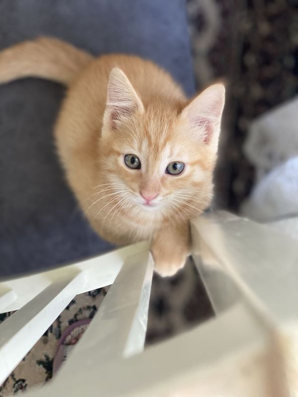 Котенок в добрые руки Котенок в добрые руки