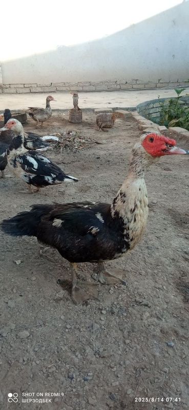 Индутка сотилали Индутка сотилали