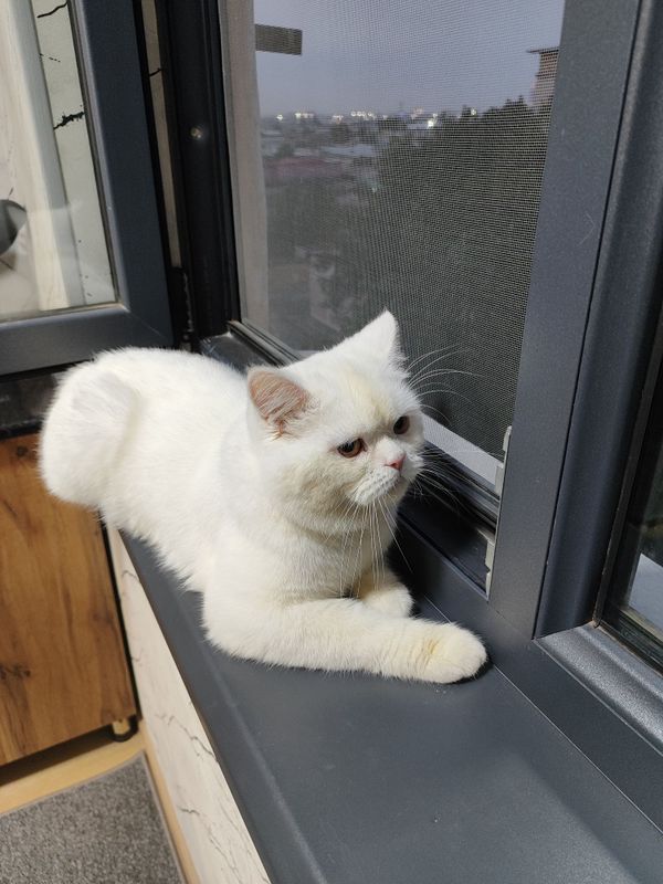 Продам кота шиншиллу Продам кота шиншиллу