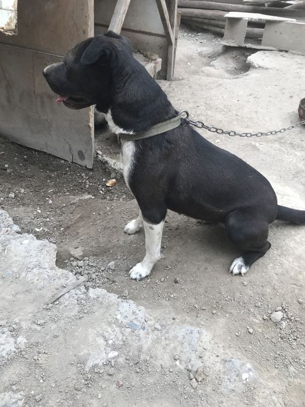 Pidbul sotiladi