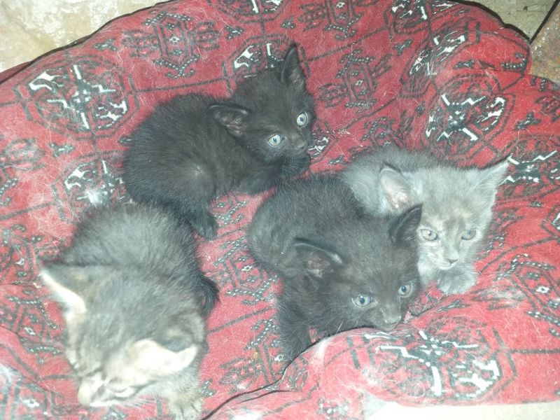 Кошка Ангорская 4 шт Кошка Ангорская 4 шт