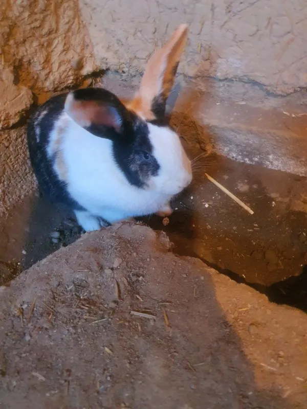 Кота ургочи куенла