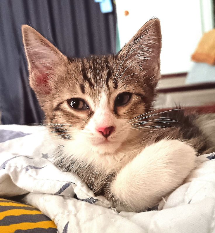 Котенок (мальчик) Котенок (мальчик)
