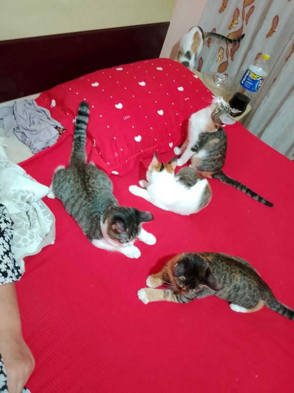Отдам кошечек