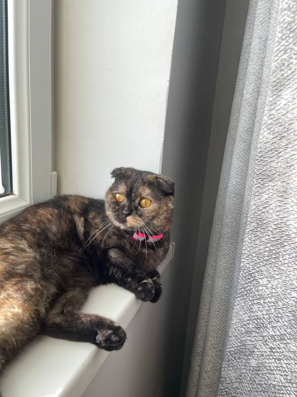Scottish Fold Mushug Scottish Fold Mushug