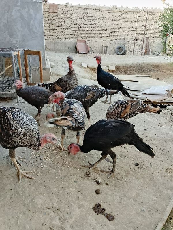 Ğuli sotilqdi 4 tasi