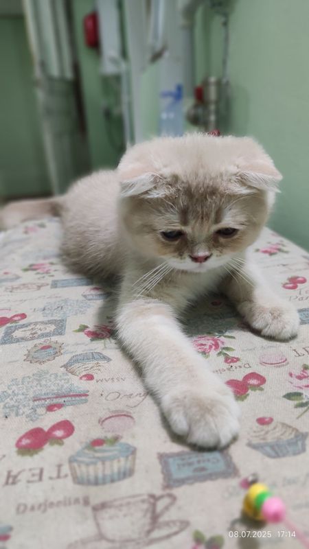 Котёнок скотиш фолд.