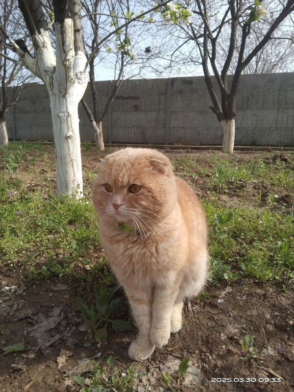 Швейцарская веслаухая кошка 2 года Швейцарская веслаухая кошка 2 года