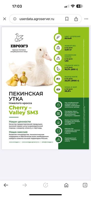 Новинка утки Черри Велли Новинка утки Черри Велли