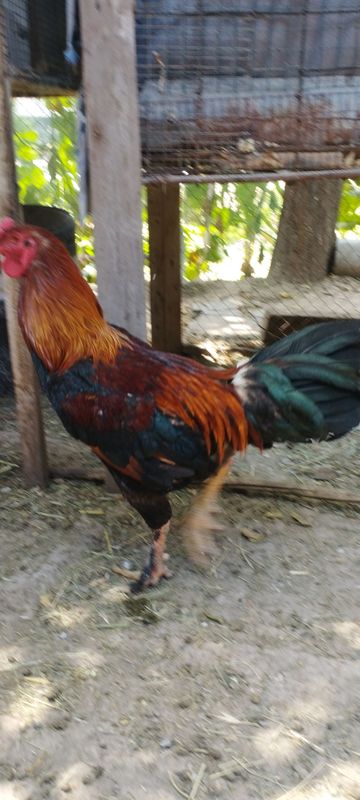 xöroz sotildi 1 yilik xöroz sotildi 1 yilik