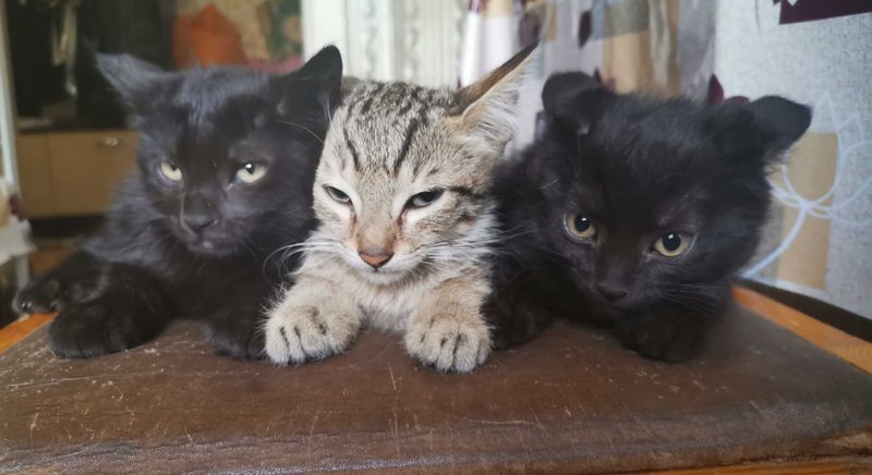 Домашние котята. Домашние котята.