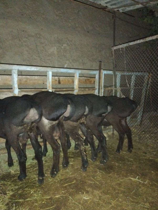 Uruğlika quylar sotiladi srochna yeb ichishi zur