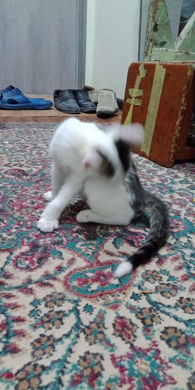 Отдам котят в заботливые руки. Отдам котят в заботливые руки.