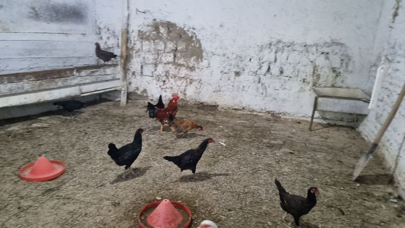 Tovuqla sotiladi tuxum qilyabti soglom Tovuqla sotiladi tuxum qilyabti soglom