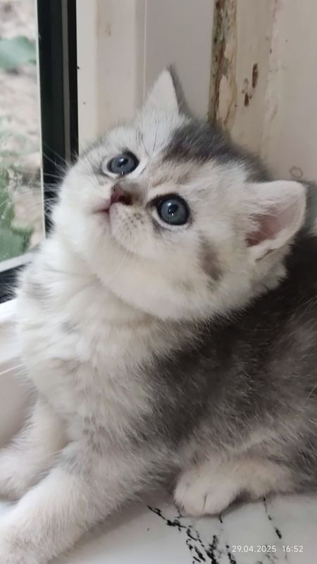 Шотландский скотиш страйт Шотландский скотиш страйт