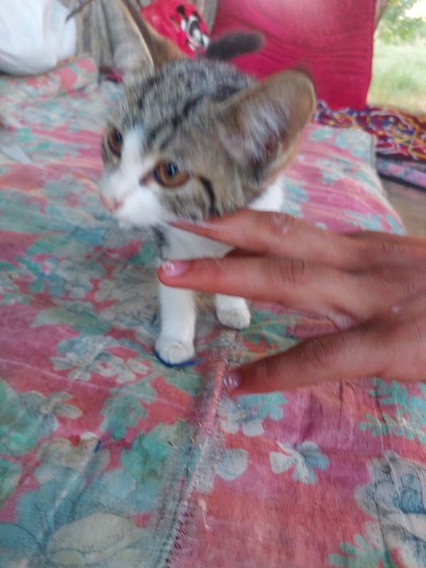 Кошка только в добрый руки мушук йахши коларга Кошка только в добрый руки мушук йахши коларга