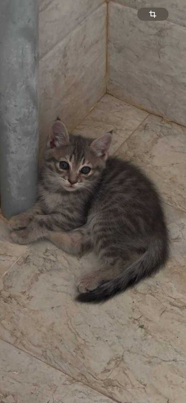 Продаются милые и нежные котята осталось 3