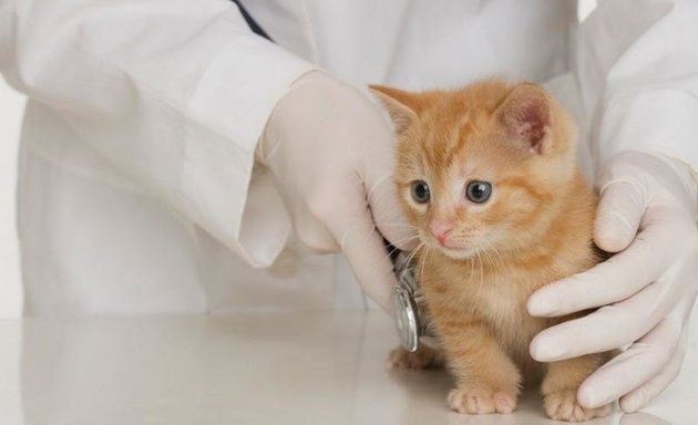 Ветеринар.Veterinar Ветеринар.Veterinar