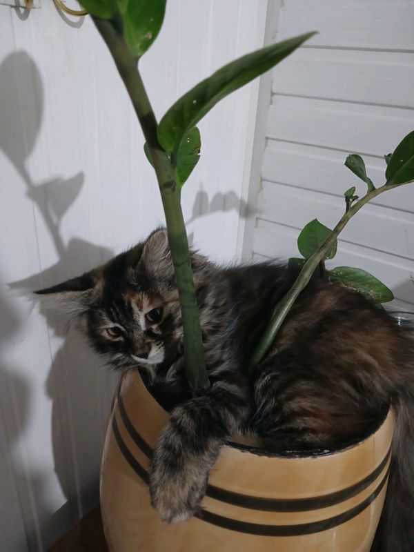 Котята в хорошие руки! Котята в хорошие руки!