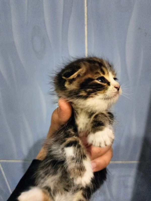 Котенок Scottish fold