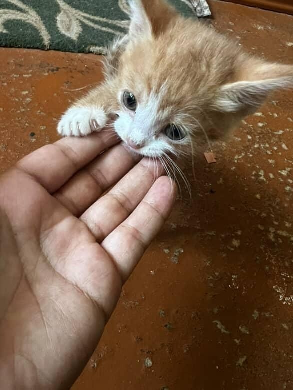Mushuk bolasi 3ta Mushuk bolasi 3ta