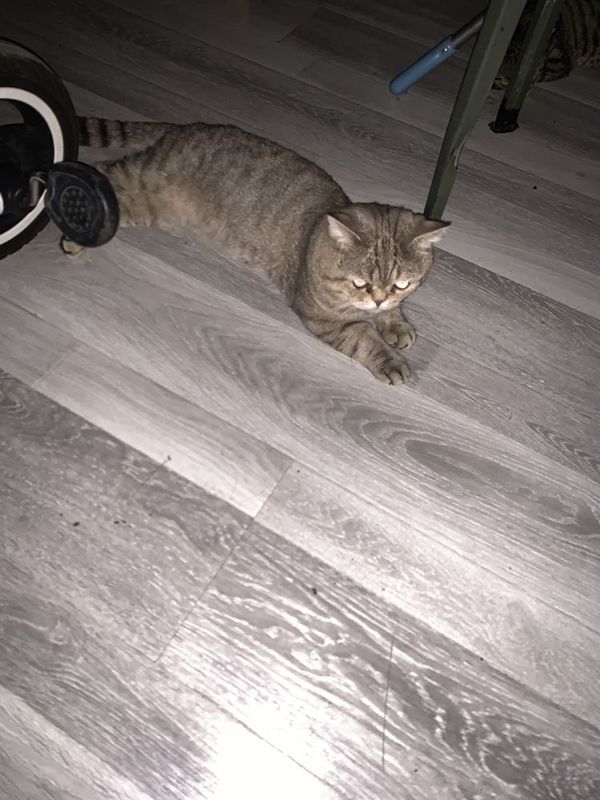 Вязка скотиш страйт