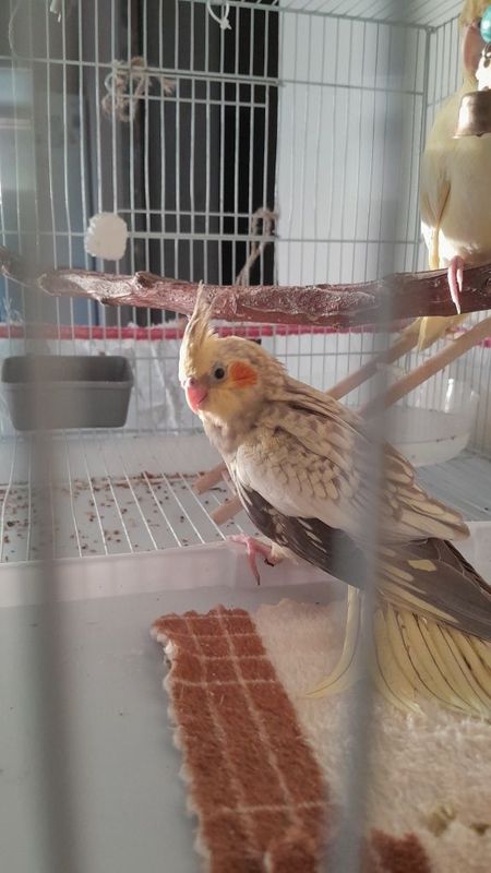 Птенцв кореллы прирученные Птенцв кореллы прирученные