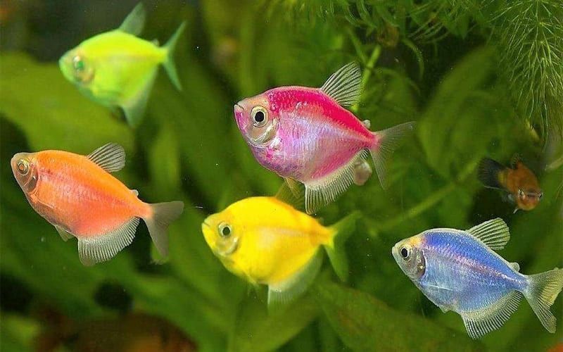 Продаются тернеция Продаются тернеция