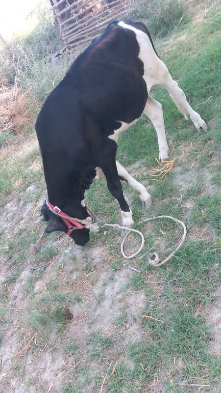 G'unojincha sotiladi oladiganla bo'lsa tel qilinla