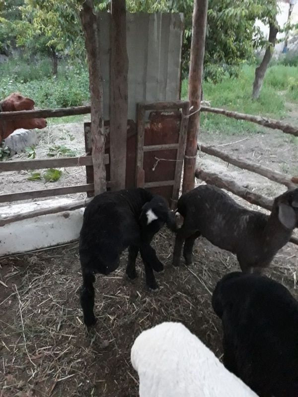 Baralar sotiladi Baralar sotiladi