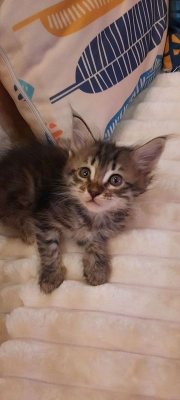 Отдаются котята в хорошие руки Отдаются котята в хорошие руки
