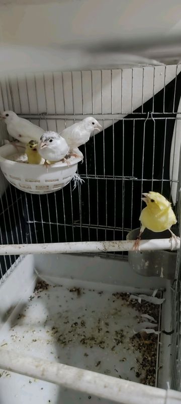bollari sotiladi bollarini oʻzini sotiladi tirayni