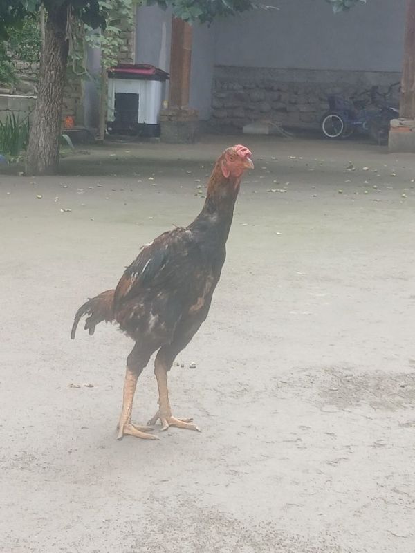 Dakan xo‘roz sotiladi Dakan xo‘roz sotiladi
