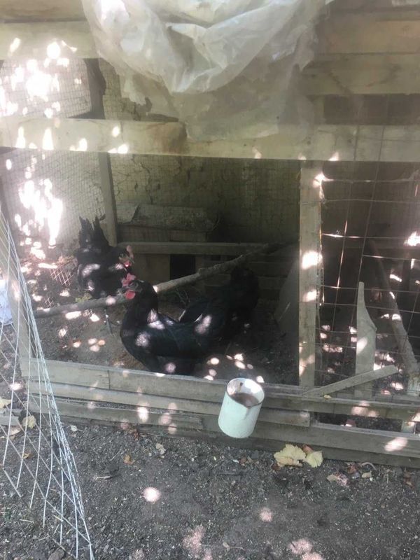 Продаются черные королевские куры Продаются черные королевские куры