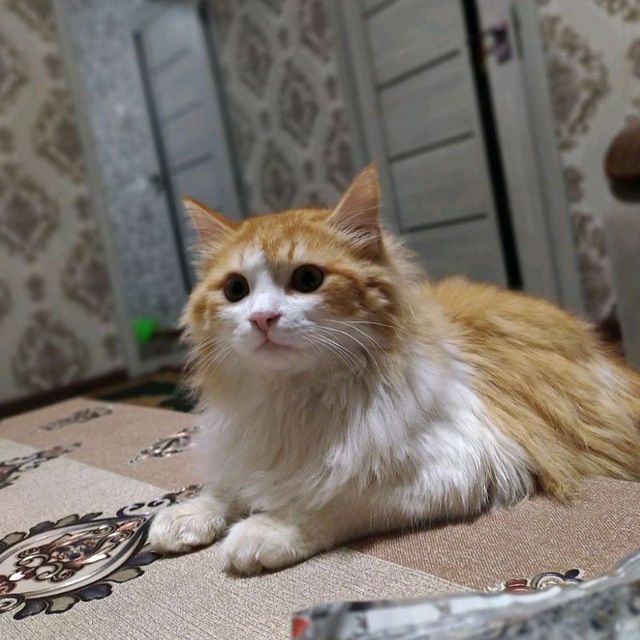 Mushuk Mushuk