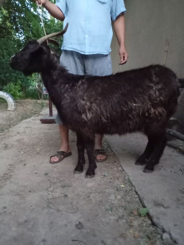 Эчки шохли суйшга Эчки шохли суйшга