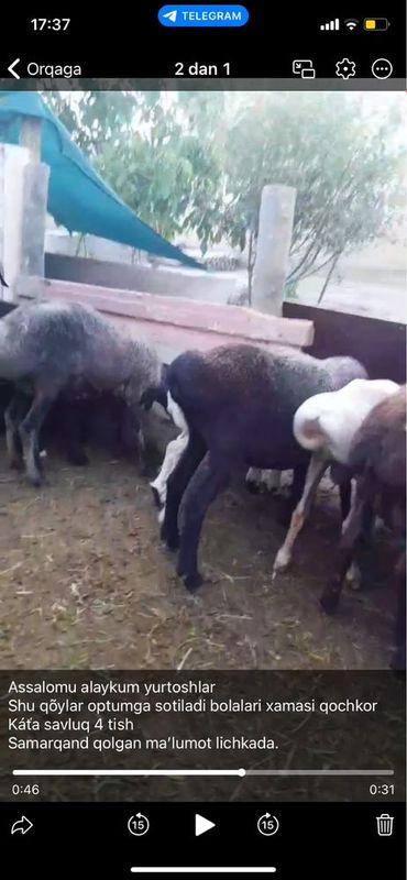 Srochna qöylar sotiladi Srochna qöylar sotiladi