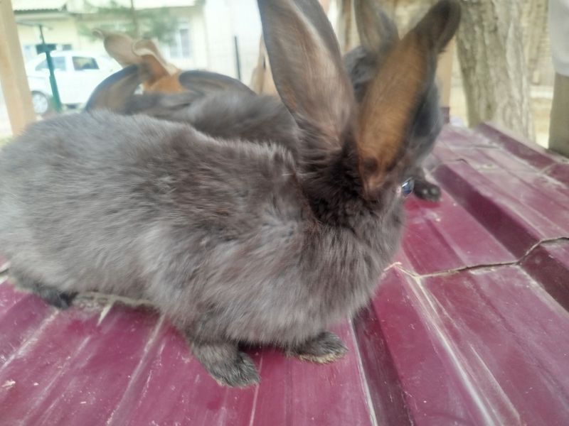 Quyonlar sotiladi zoti rex 6 ta bor Quyonlar sotiladi zoti rex 6 ta bor