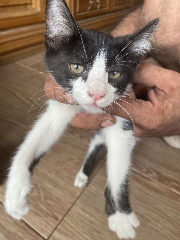 Котёнок в добрые руки. Котёнок в добрые руки.