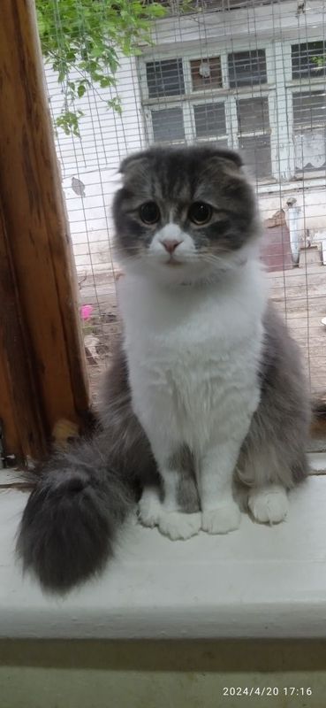 Продаётся кошка скоттиш фолд Продаётся кошка скоттиш фолд