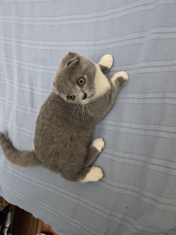 Вислаухи кот девочка Вислаухи кот девочка