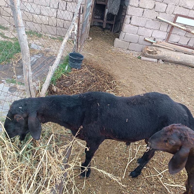 Продается баран, Кочкор сотилади. Продается баран, Кочкор сотилади.