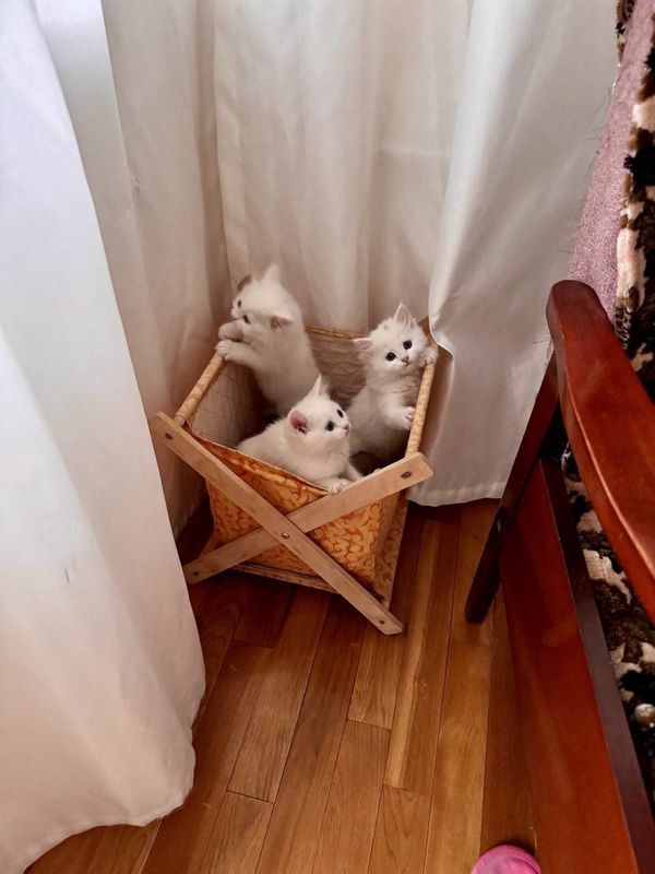Срочно продаётся котята