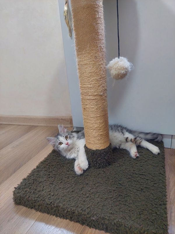Котёнок мальчик пушистый Котёнок мальчик пушистый