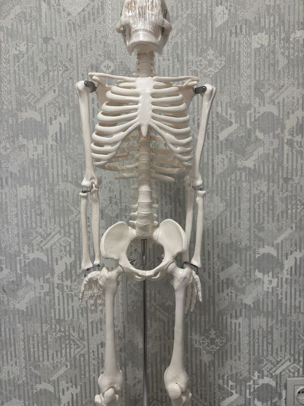 Скелет. Odam skeletining anatomik modeli Скелет. Odam skeletining anatomik modeli