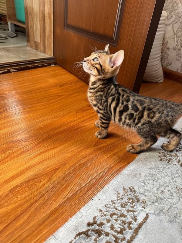 Bengal qiz bola 2 oylik Bengal qiz bola 2 oylik