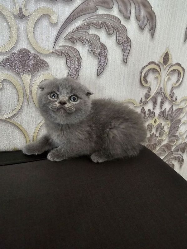 Продается котята ! Продается котята !