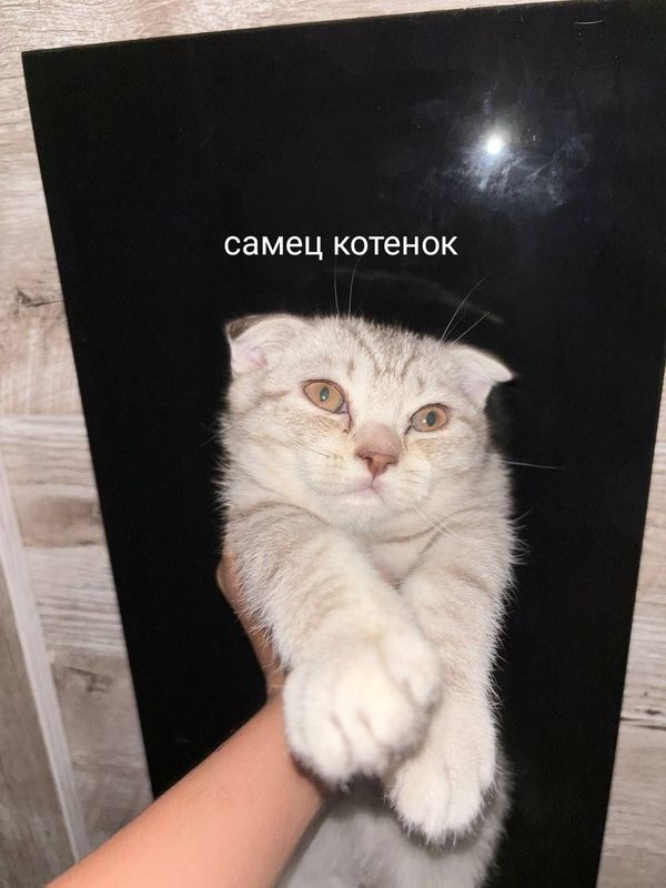 котёнки породистые шотланд/британка 2.5 месяца котёнки породистые шотланд/британка 2.5 месяца