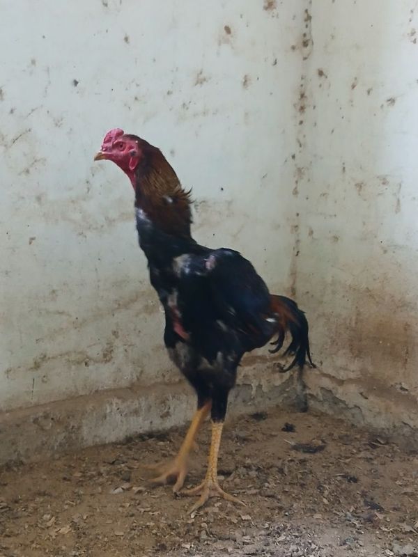 Dakan Xoroz srochno sotiladi